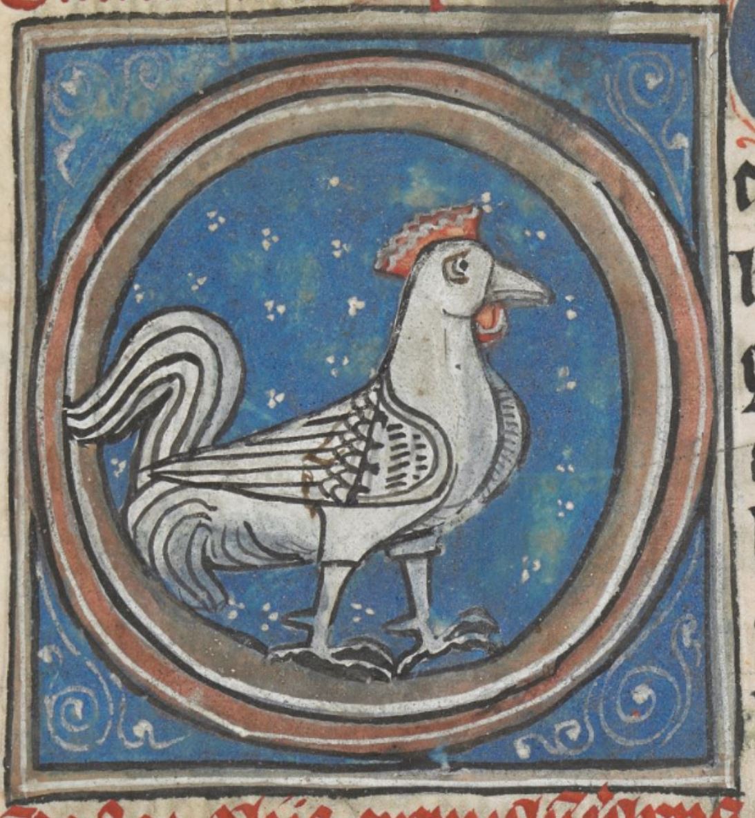 A white rooster (cock)