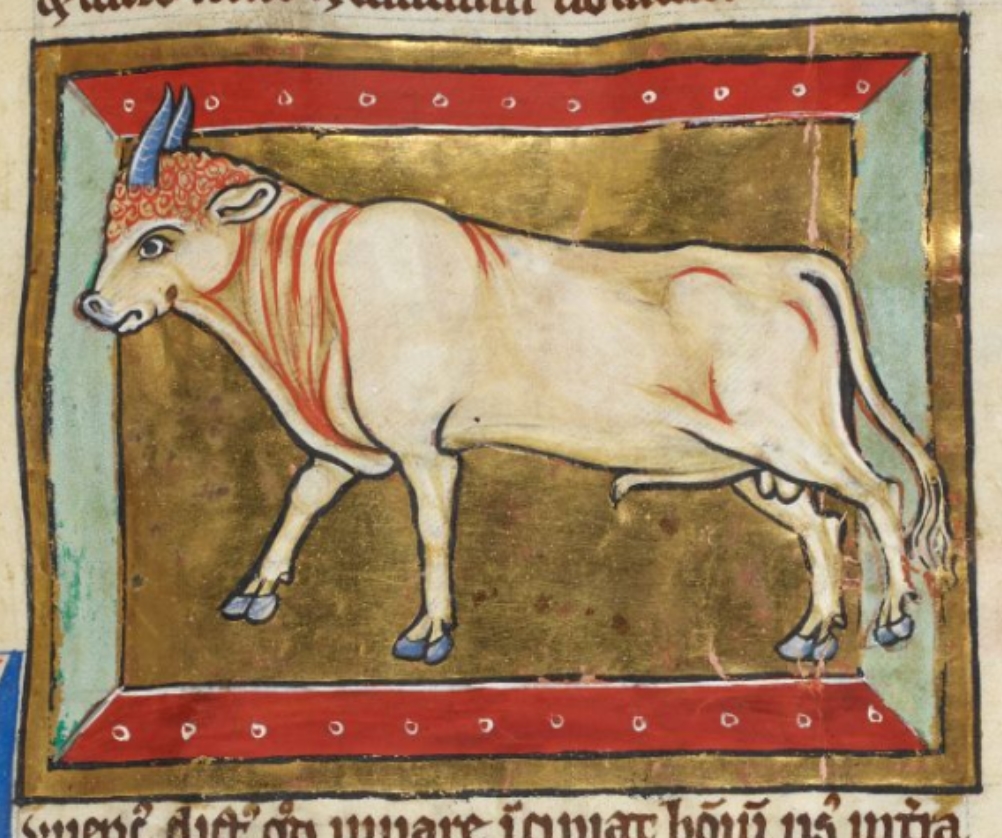 A finely-drawn bull