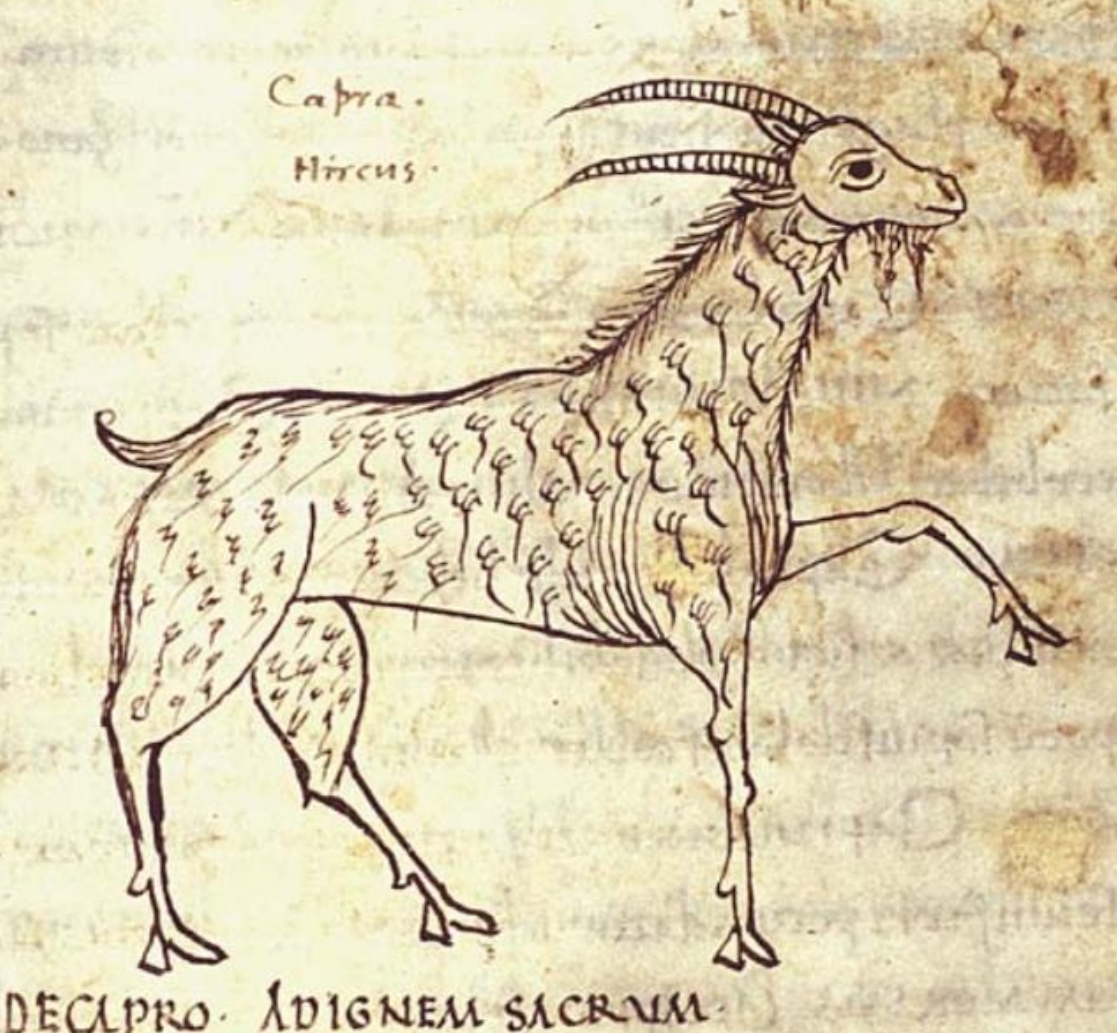 Goat with beard and straight horns