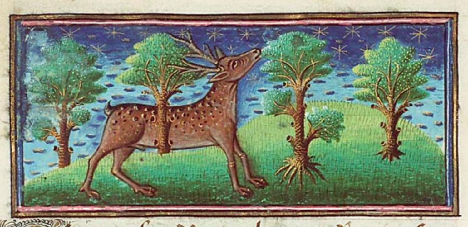 The Hind