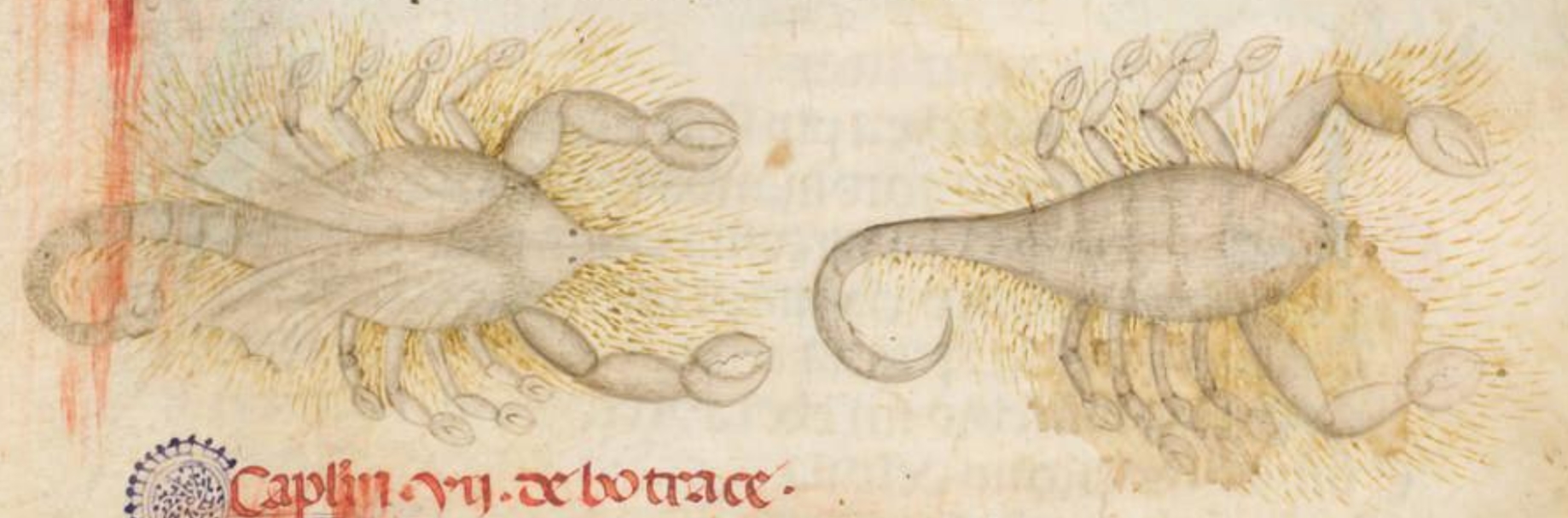 Medieval Scorpion Drawing