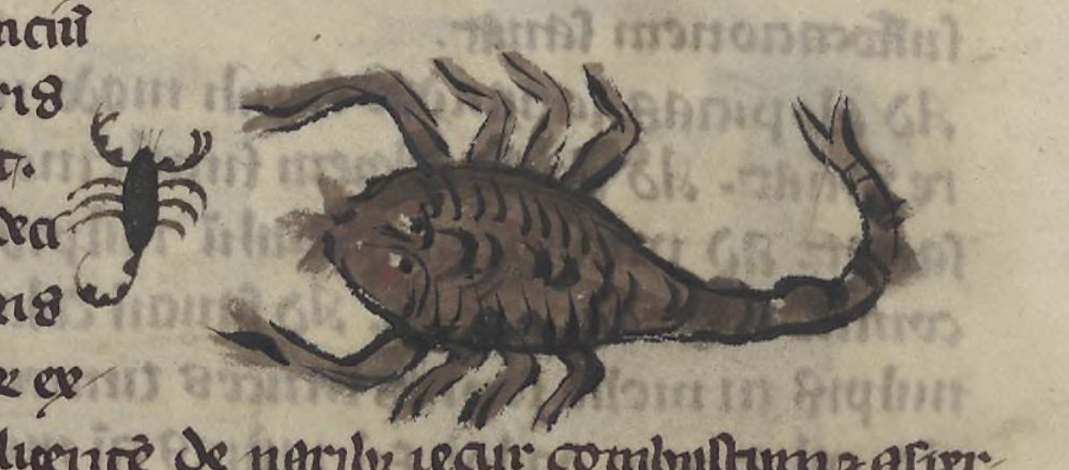 Medieval Scorpion Drawing