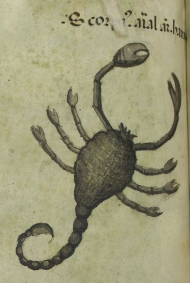 Medieval Scorpion Drawing