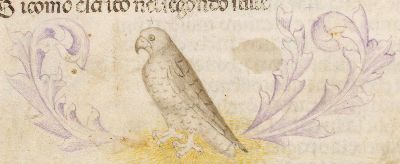 Falcon perched