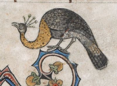 Peahen with a less magnificent tail