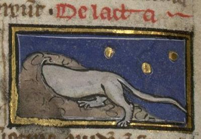 A small animal that lives in tombs