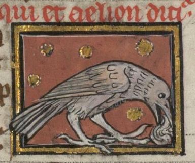 A bird eating something