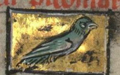 Oriole as a greenish bird