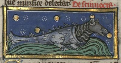 Confused image of a skink