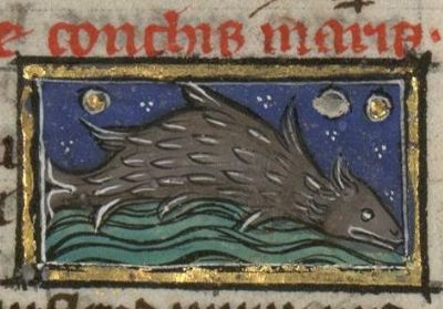 Conchis as a brown fish swimming