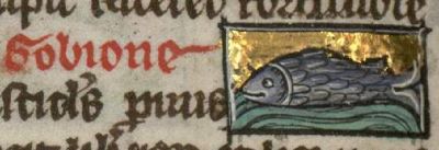 Gudgeon as a generic fish