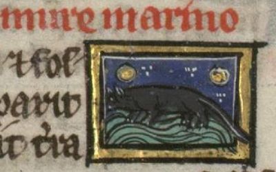 The sea-mouse as a mouse walking on water