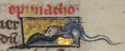 Opimacus worm fighting with a snake