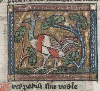 Aves paradisi (bird of paradise) looking magnificent