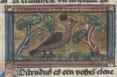 Gosturdus with a head crest