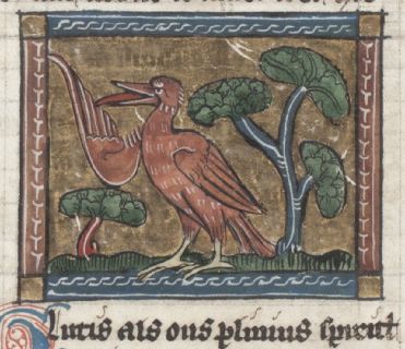 Glutis with one wing raised and tongue out