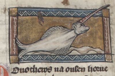 Narwhal with a long horn on its forehead