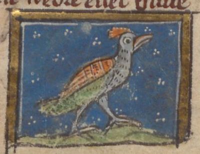 Colorful pheasant, the 