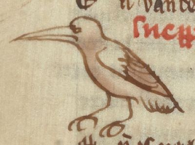 Snipe (nepa) with a long beak