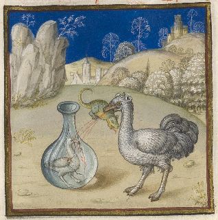 Thamur worm being used to free an ostrich chick trapped in glass