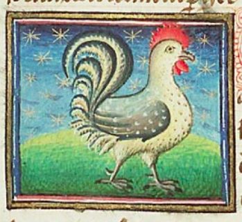Cock with red crest